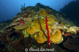 Roatan Reef Scenic by David Gilchrist 
